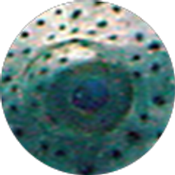 Profile photo of Jeff Belot