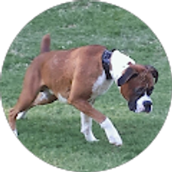 Profile photo of Rudy Rivas