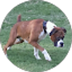 Profile photo of Rudy Rivas