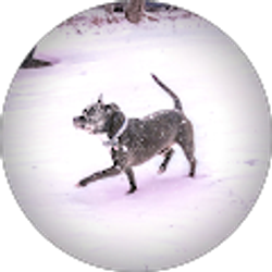 Profile photo of Steven Asbra