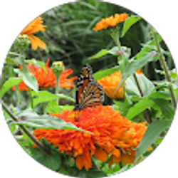 Profile photo of Sherrie Louks