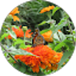 Profile photo of Sherrie Louks