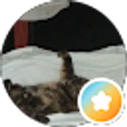 Profile photo of DPO247 *