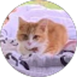 Profile photo of Butterfly Kisses