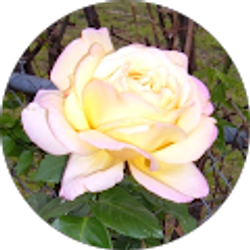 Profile photo of Rosanne Mays