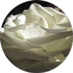 Profile photo of Tammy Evasku