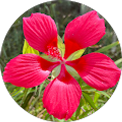 Profile photo of IVF 8899