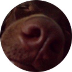 Profile photo of The Knitting Elephant