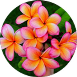 Profile photo of Kiana Dinsmore