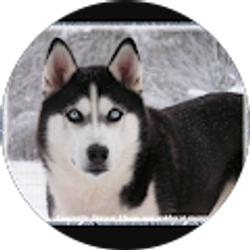 Profile photo of Gabriel Polach