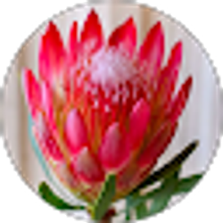 Profile photo of Susan Bloom