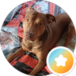 Profile photo of MidMoPit Flowers