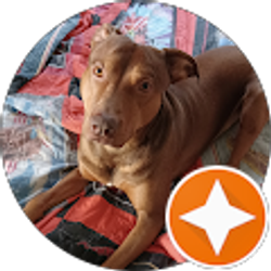 Profile photo of MidMoPit Flowers