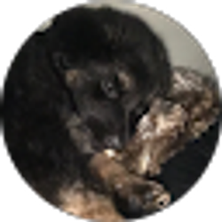 Profile photo of Steven Taylor