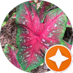 Profile photo of Rachael Teel