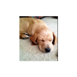 Profile photo of Chris Postlethwaite