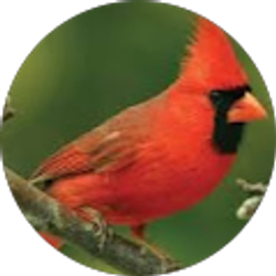 Profile photo of Patricia Scallio