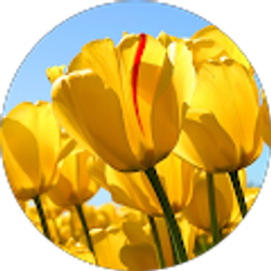 Profile photo of Deniese White