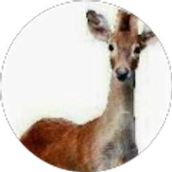 Profile photo of Vlad Dautov (Likaon)