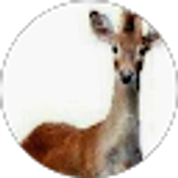 Profile photo of Vlad Dautov (Likaon)