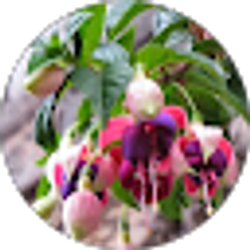 Profile photo of CR
