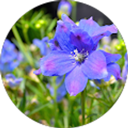 Profile photo of C. Nearing