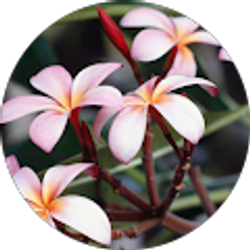 Profile photo of Yadira Echeverria