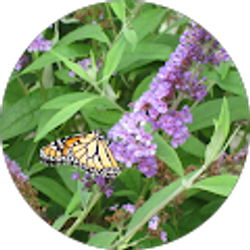 Profile photo of Brenda Sue Boyd