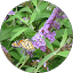 Profile photo of Brenda Sue Boyd