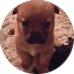 Profile photo of R T