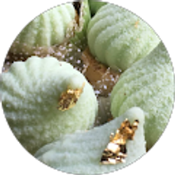 Profile photo of Chicago Piko