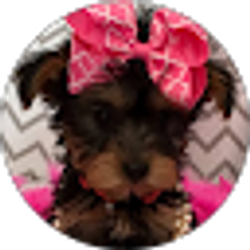 Profile photo of Renata Fuentes