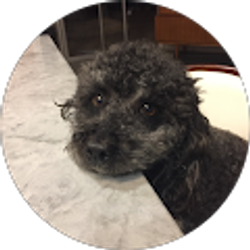 Profile photo of Matthew Pizzullo