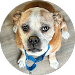 Profile photo of kamal karam