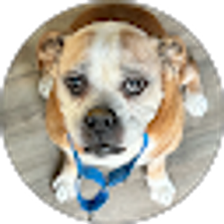 Profile photo of kamal karam