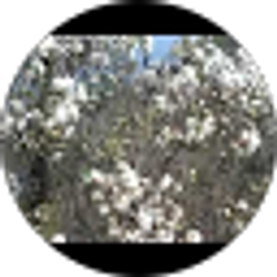 Profile photo of Scott Williford