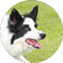 Profile photo of Thinking Dog Training