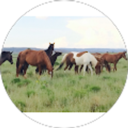 Profile photo of Anna Hutchins