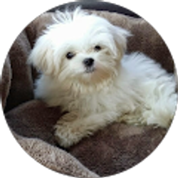 Profile photo of Richard Orlowski