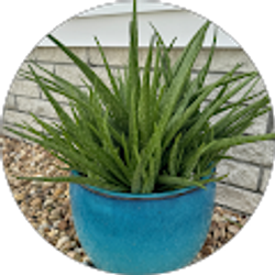 Profile photo of Anne Breeler