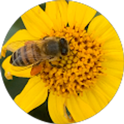 Profile photo of Lizz Otto