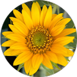 Profile photo of Lisa Milecki