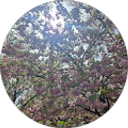 Profile photo of Pricilla