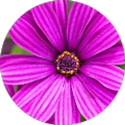 Profile photo of Ashley McFarland