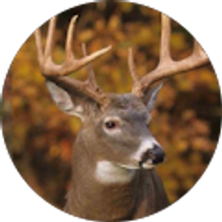 Profile photo of Roger Whipkey