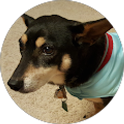 Profile photo of Meimei W