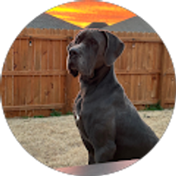 Profile photo of Robert Colantonio Jr