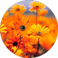 Profile photo of Jennifer Moss
