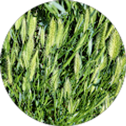 Profile photo of J S