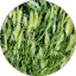 Profile photo of J S